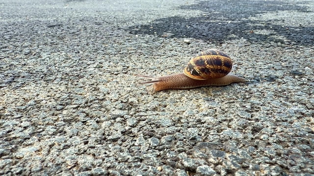 Close view of a garden snail with an interesting colored shell and slowly crossing rough asphalt surface pattern in natural daylight.
