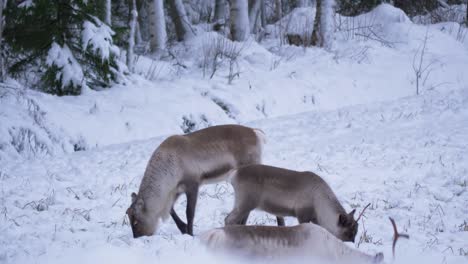 sami reindeer resting and grazing in the snow in lapland, sweden - static medium shot