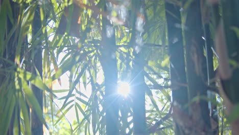 suave toma manual del sol brillando a través de exuberantes árboles de bambú verdes