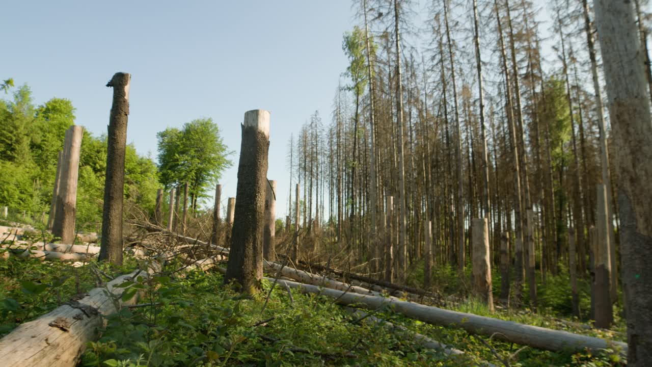 Dead dry spruce trunks and trees in forest hit by bark beetle in Czech countryside