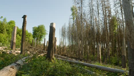 dead dry spruce trunks and trees in forest hit by bark beetle in czech countryside