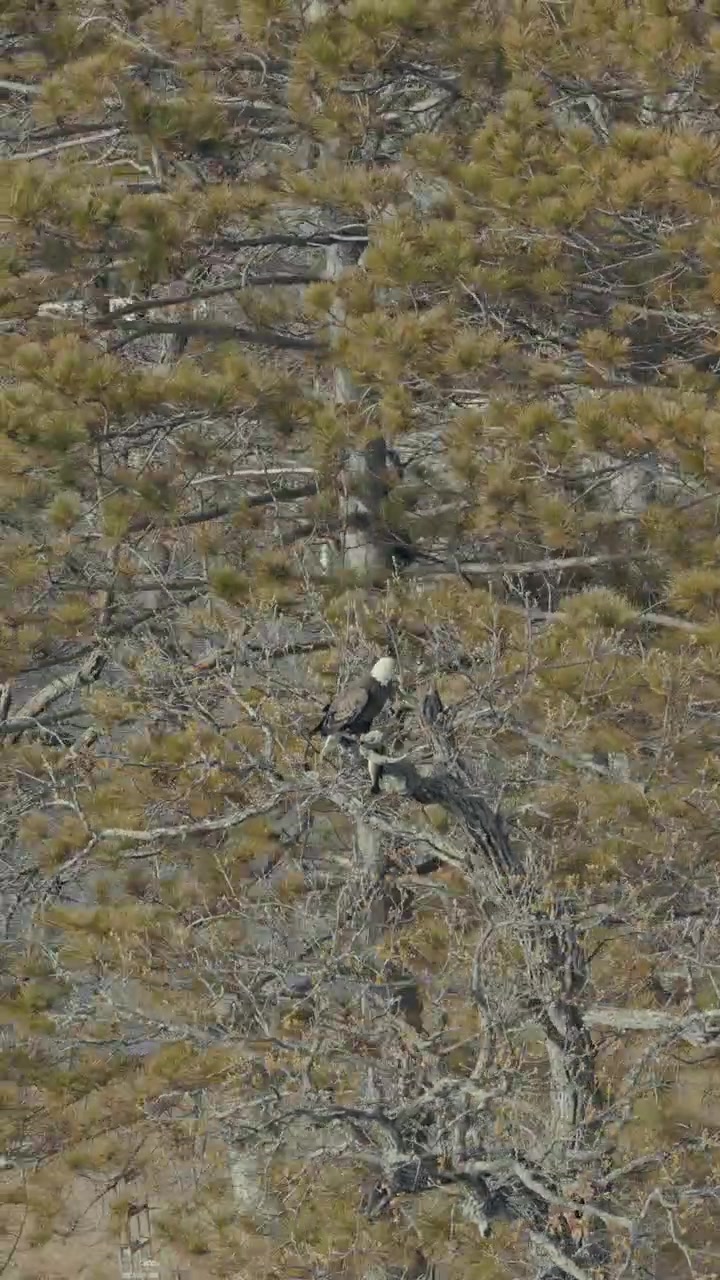 Aquila calva appollaiata sulla chioma di un albero spiega le ali e spicca il volo allontanandosi mentre un drone orbita in una drammatica ripresa della fauna selvatica