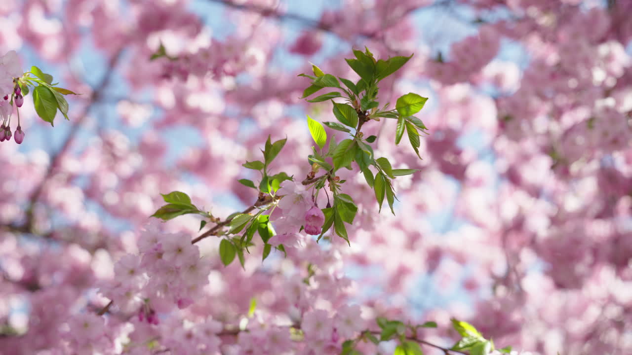 Slow motion footage of pink flowers on a tree