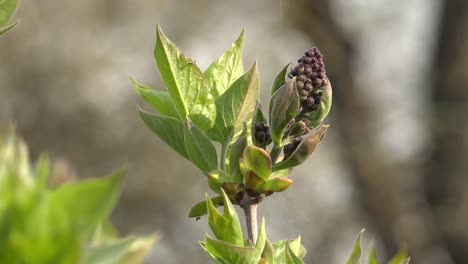 Syringa-vulgaris-is-a-species-of-flowering-plant-in-the-olive-family-Oleaceae,-native-to-the-Balkan-Peninsula,-where-it-grows-on-rocky-hills