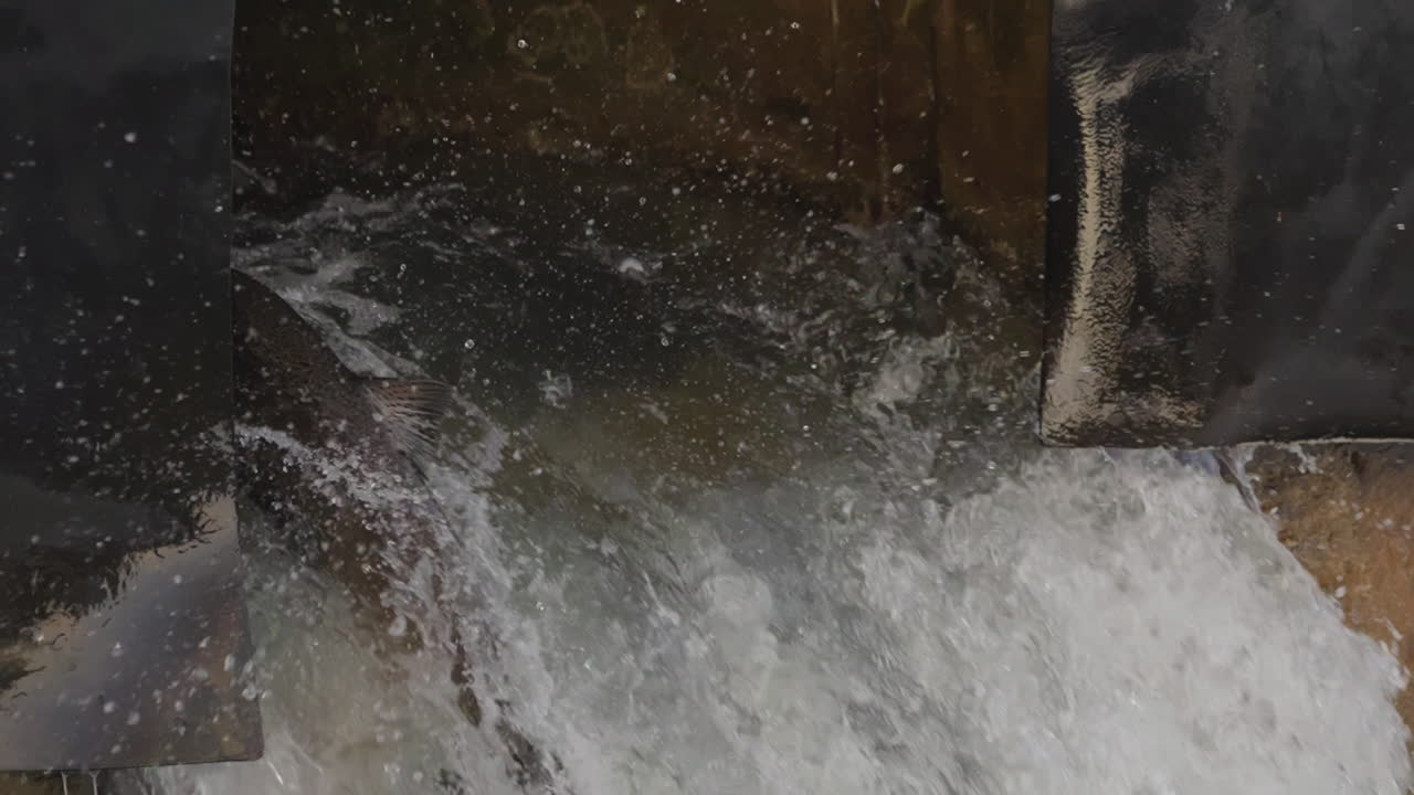 Salmon leaping upstream a waterfall showcasing nature's determination