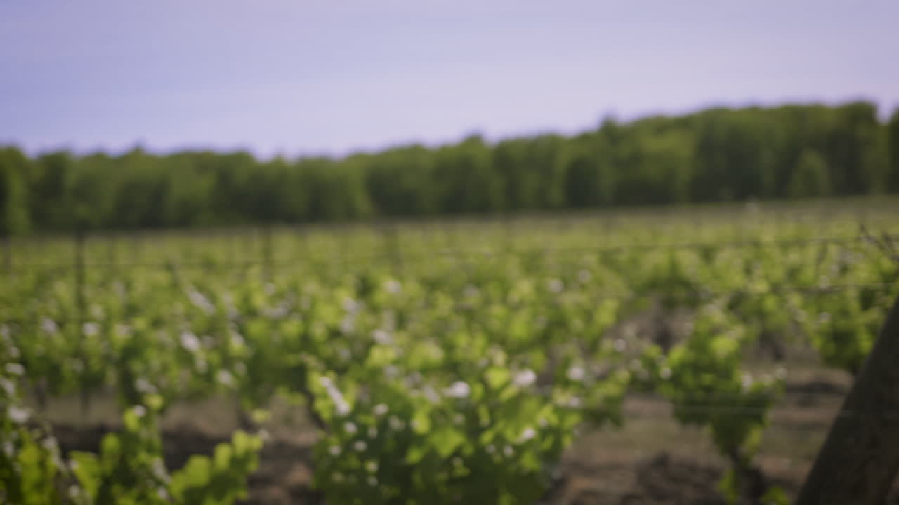 Numbered rows of vineyard grapes