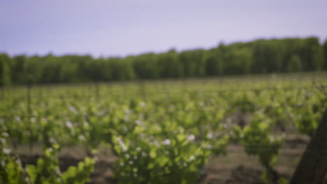 numbered rows of vineyard grapes