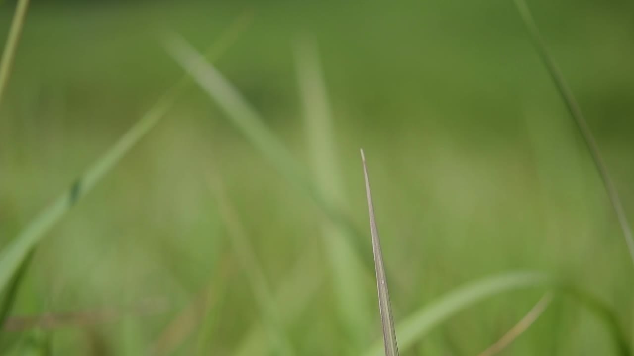 열대 및 아열대 아시아가 원산지이며 여러 국가에 도입된 다년생 풀