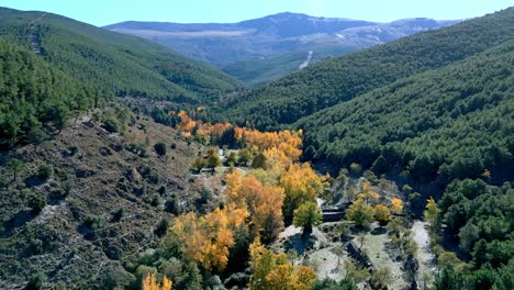 tree tops in the forest in autumn