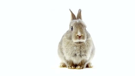 conejo de Pascua sobre fondo blanco