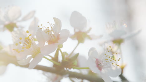 beautiful spring blossoms