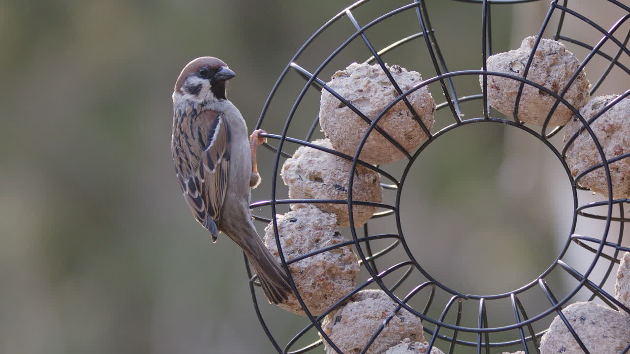 gorrión de árbol euroasiático junto a bolas gordas en comedero para pájaros, cámara lenta de cerca