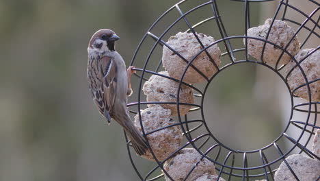 eurasian tree sparrow next to fat balls in bird feeder, slow motion close up