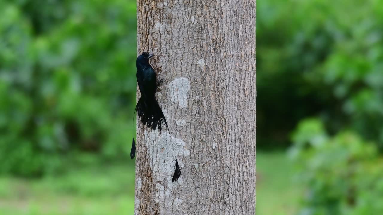 visto en el lado izquierdo del árbol alimentándose de insectos muy pequeños en la corteza, el gran drongo de cola de raqueta dicrurus paradiseus, tailandia