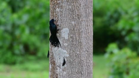 Auf-Der-Linken-Seite-Des-Baumes-Zu-Sehen,-Der-Sich-Von-Sehr-Kleinen-Insekten-Auf-Der-Rinde-Ernährt,-Der-Große-Drongo-Dicrurus-Paradiseus,-Thailand