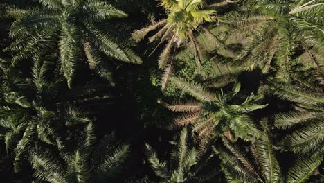 aerial footage of a tropical palm tree forest from above