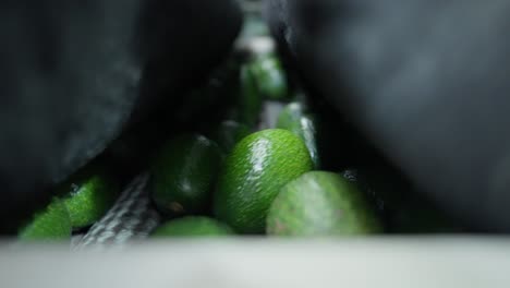 avocado packing house close up of avocados in a cleaning machine