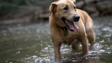 Cinemagraph-Porträt-Eines-Golden-Lab-Retriever-In-Einem-Fluss-Mit-Der-Bewegung-Des-Wassers