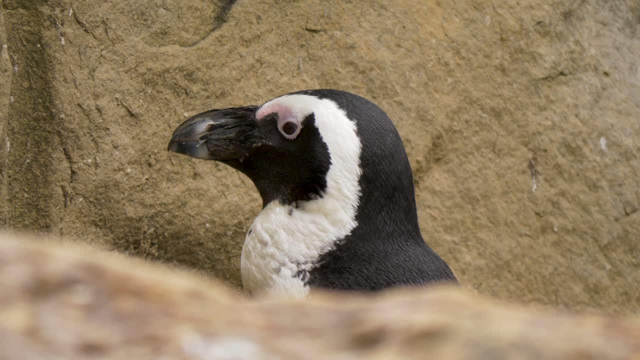 largo primer plano de pingüino africano descansando escondido entre rocas