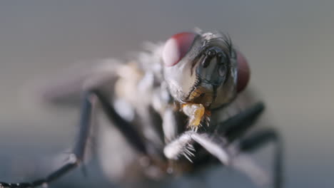 la mosca doméstica se limpia a sí misma, la probóscide es visible, vista frontal en macro