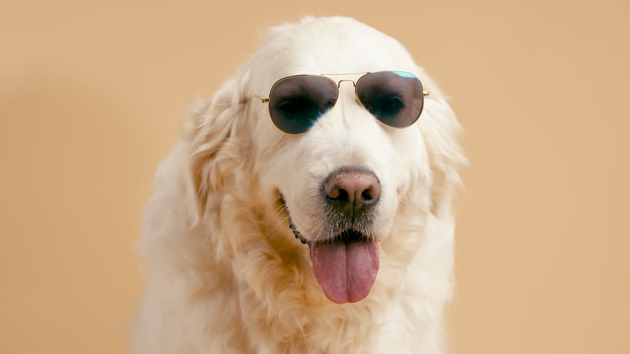 Güneş gözlüğü takan köpek