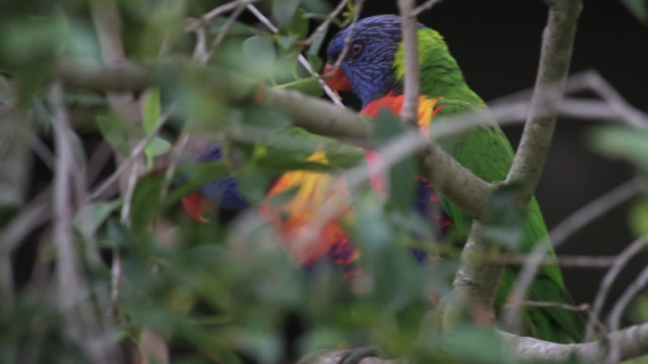 나무 잎사귀 깊은 곳에서 몸을 다듬고 있는 무지개 진훙 잉꼬 한 쌍