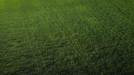 aerial view of a green wheat field