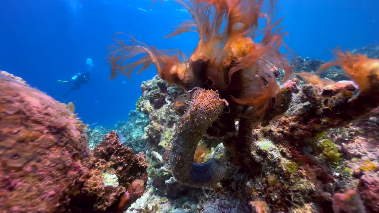 Sea cucumber on a coral reef near Mnemba Island, Zanzibar, Tanzania.