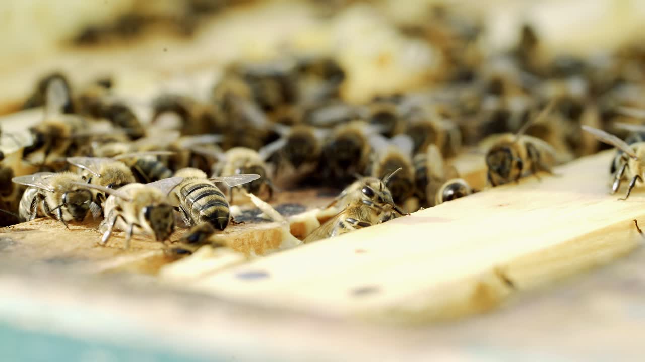 Honey insects crawling on the top of the frames in a beehive on a warm sunny day. Busy bees swarming together on surface in summer. Apiculture close-up