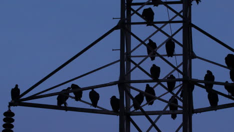 Stromleitungen-Und-Pylon-Mit-Bussarden-Darauf-Zur-Blauen-Stunde