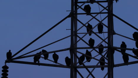 power lines and pylon with buzzards on it at blue hour
