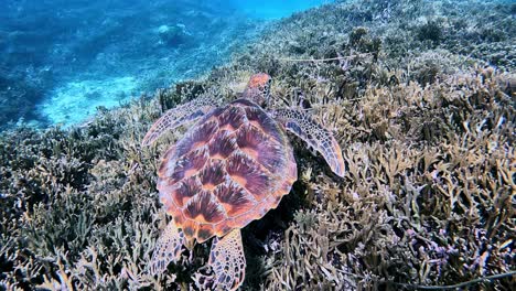 tortuga marina verde nadando sobre arrecifes de coral en miyakojima, japón