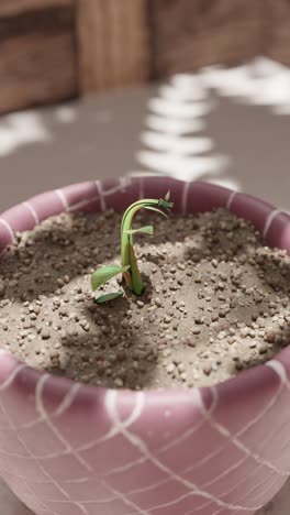 potted flower in pink pot with sand