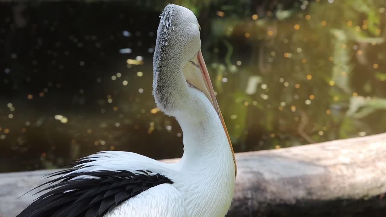 Pelican Preening Its Feathers in Natural Habitat – Close-Up Wildlife Behavior Footage