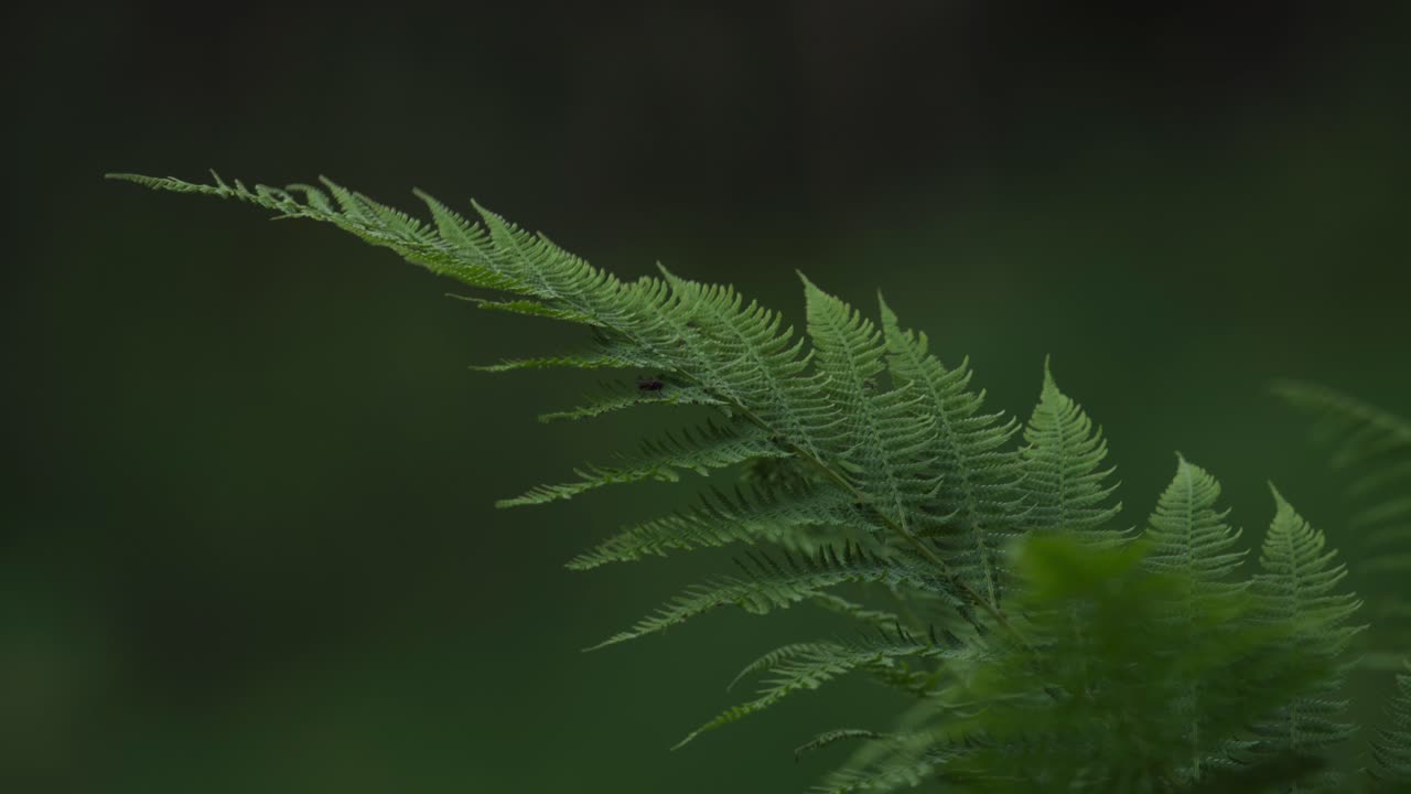 Rigogliose foglie verdi di felce. Primo piano