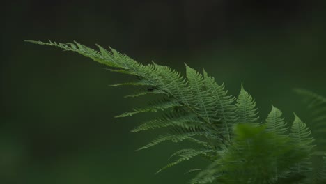 lush green fern leaves. closeup