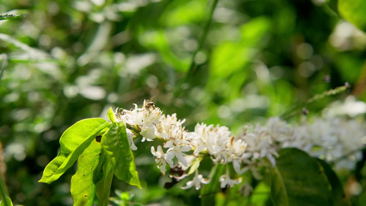 Close up view in slow motion of Bees flying around white flowers and collecting pollen nectar during daylight