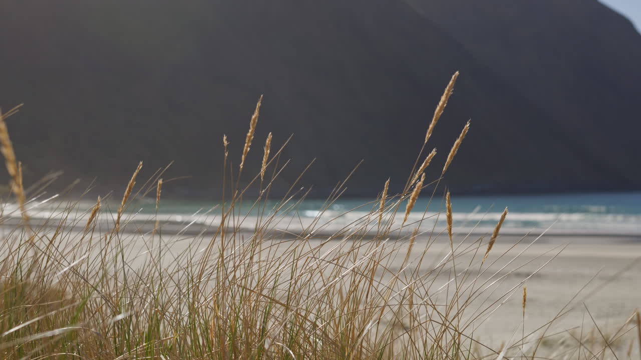 Grass on the beach moving with the wind while the waves are coming in the background