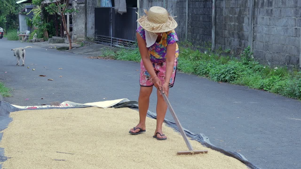 agricultora manual de arroz de grano de secado al sol en la carretera