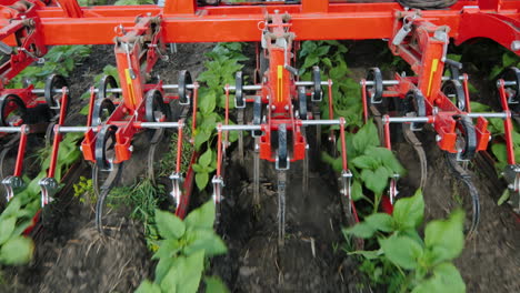 Cutting-Weeds-Between-Neat-Rows-Of-Sunflowers