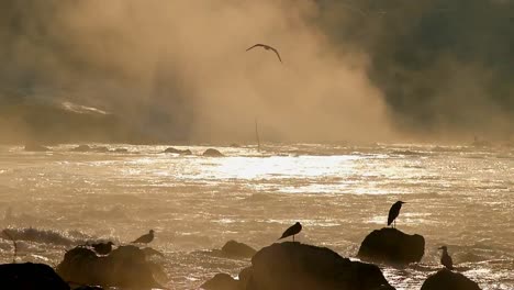 Birds-on-a-river-in-the-morning