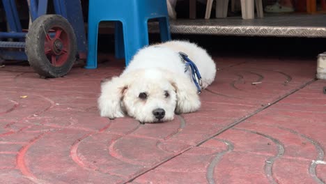 un lindo y hermoso perro esponjoso descansando en el suelo