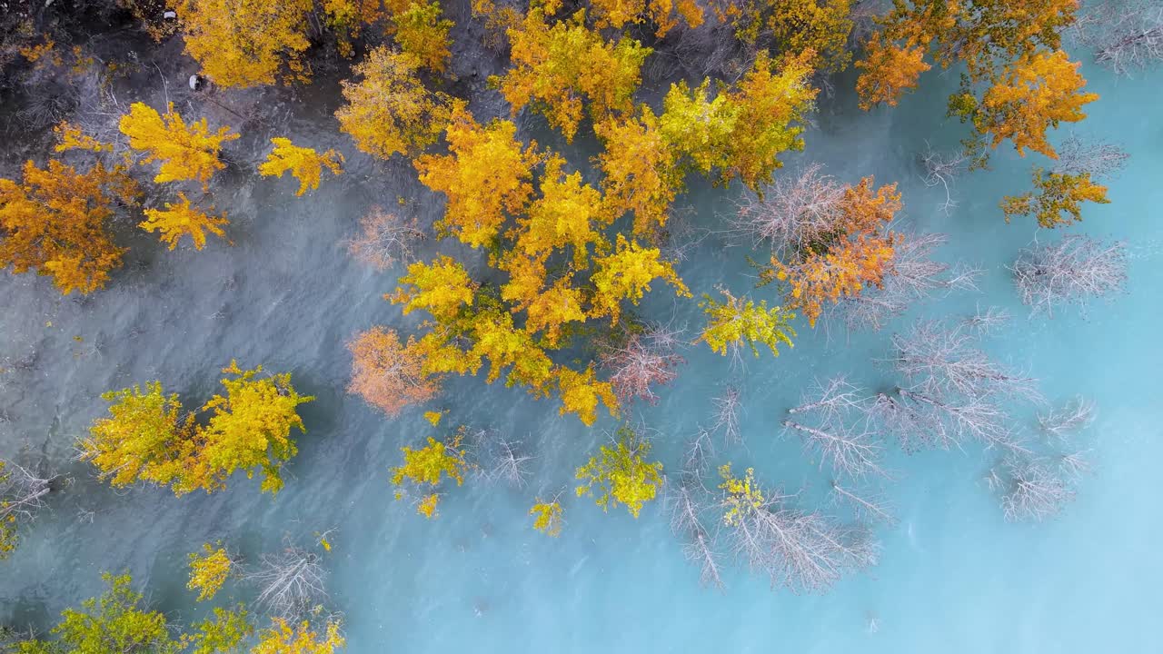 Bouleaux aux couleurs automnales au lac Abraham