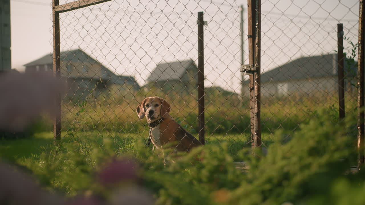 perro beagle sentado detrás de una valla de cadena mirando curioso, entorno al aire libre soleado con edificio de madera en el fondo, vegetación dispersa y plantas borrosas en primer plano