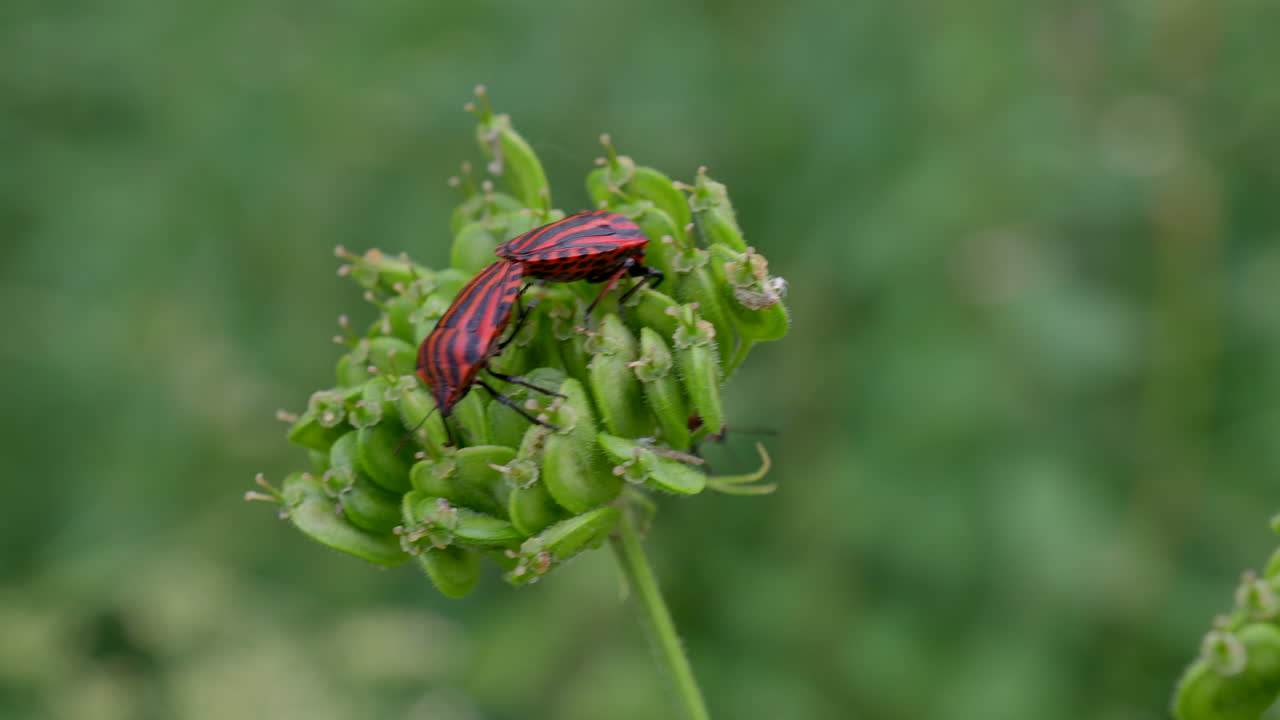 primer plano de un par de insectos de fuego apareándose y apareándose en una planta verde en la naturaleza - imágenes de 4k prores de animales reproductores