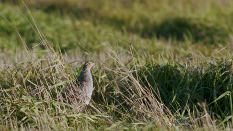 Perfect-closeup-of-gray-partridge-bird-walking-on-road-and-grass-meadow-feeding-and-hiding