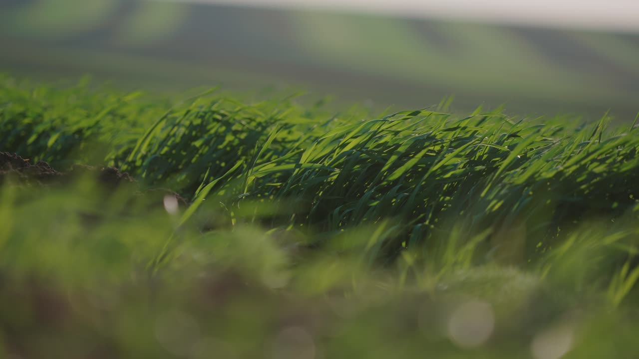 Green Grass Field in the Wind