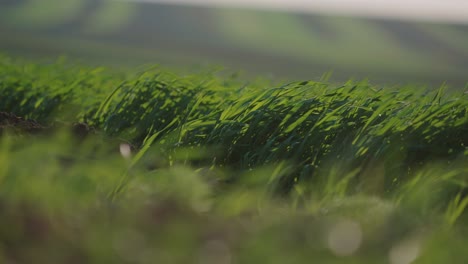 green grass field in the wind
