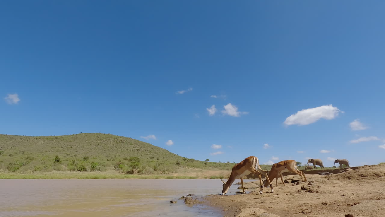 Impala che bevono da una pozza d'acqua fangosa nella savana.