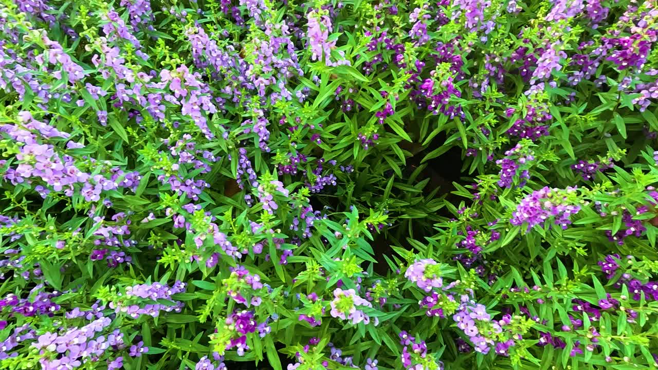 달이는 활기찬 보라색 꽃들 사이에서 천천히 움직인다.